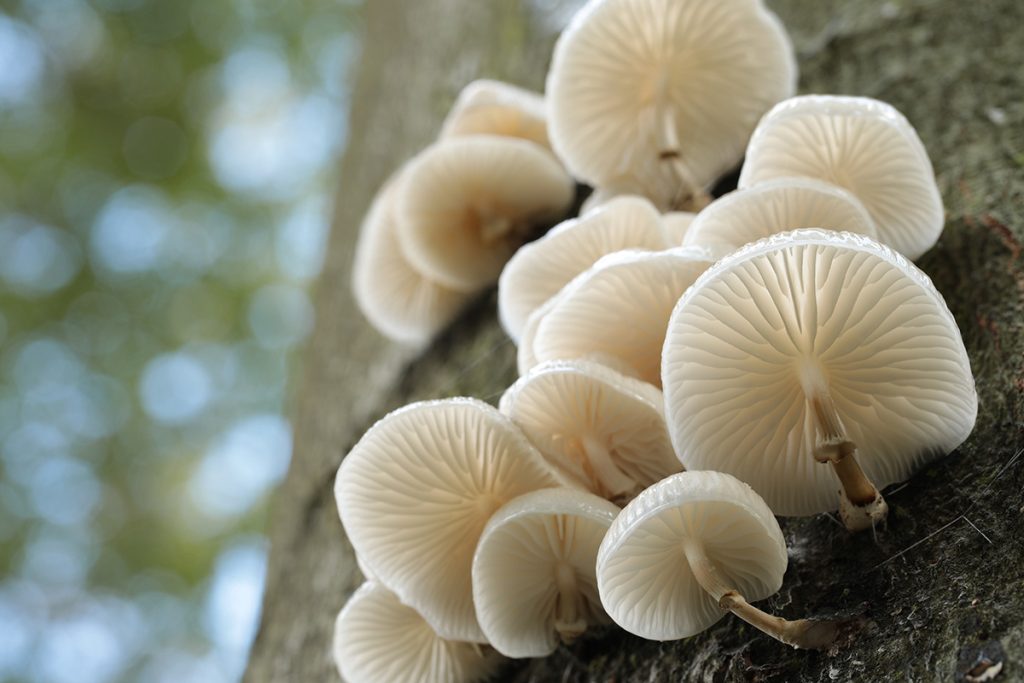 Bottom view of white mushrooms growing on the side of a tree