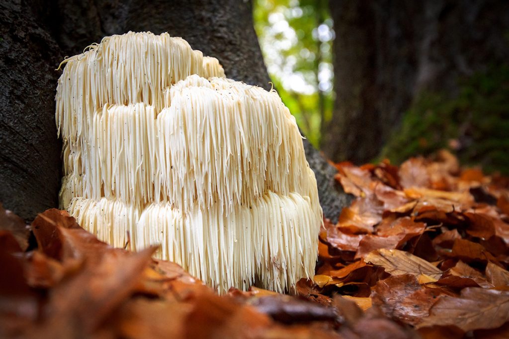 Lion's mane mushroom in the wild, underneath a tree