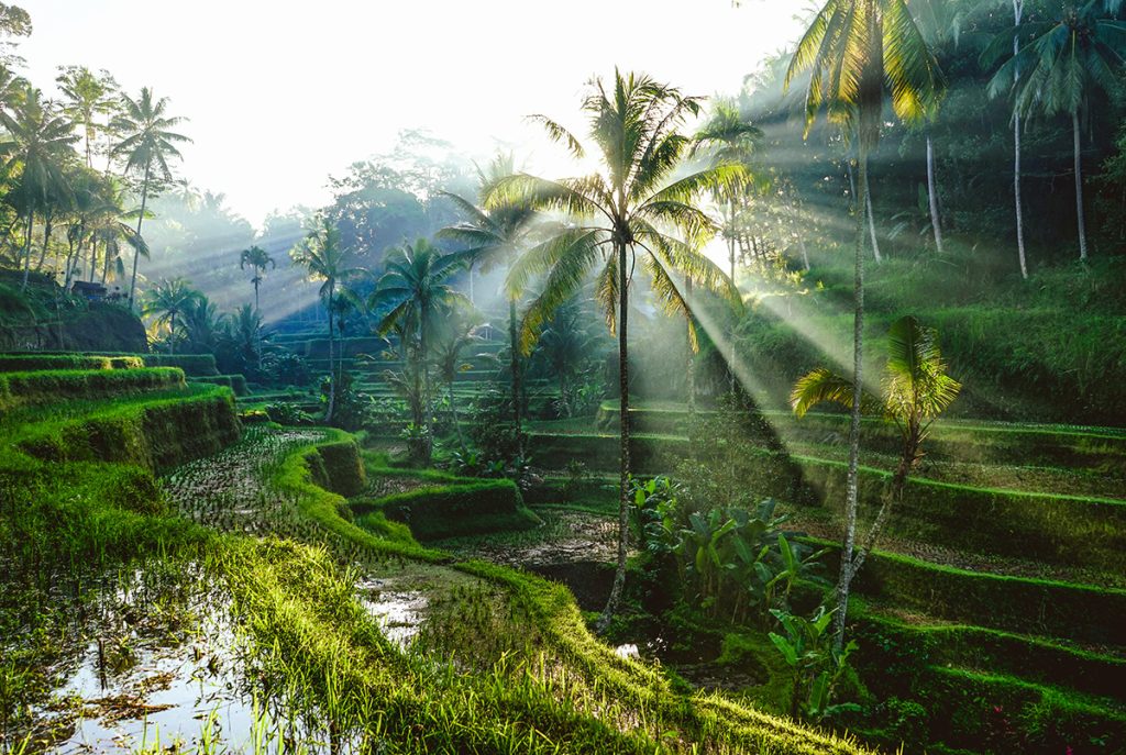 View of Bali Rice Terraces
