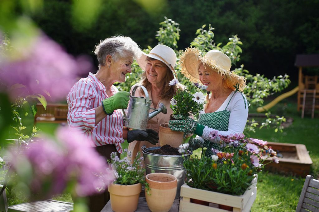 Senior woman friends planting flowers together outdoors in community garden.