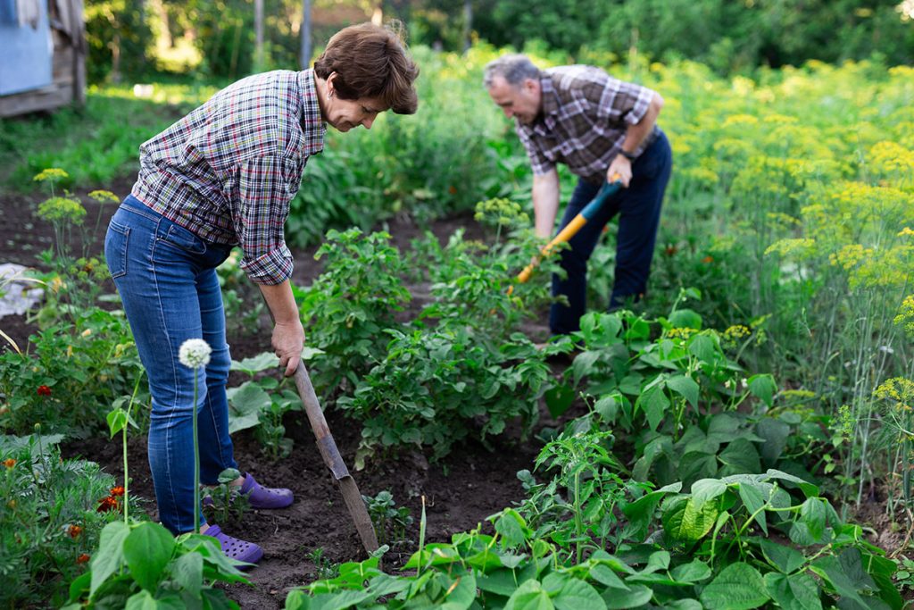 Mature Man and woman gardeners with shovels while gardening