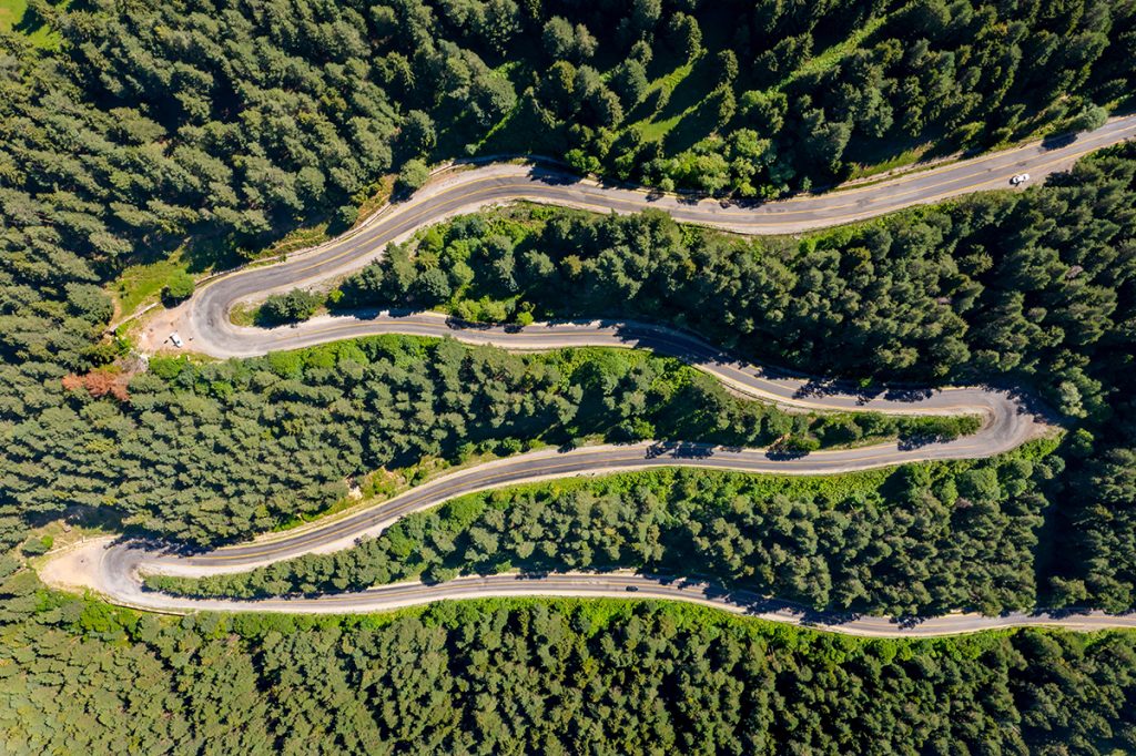 forest with curved roads