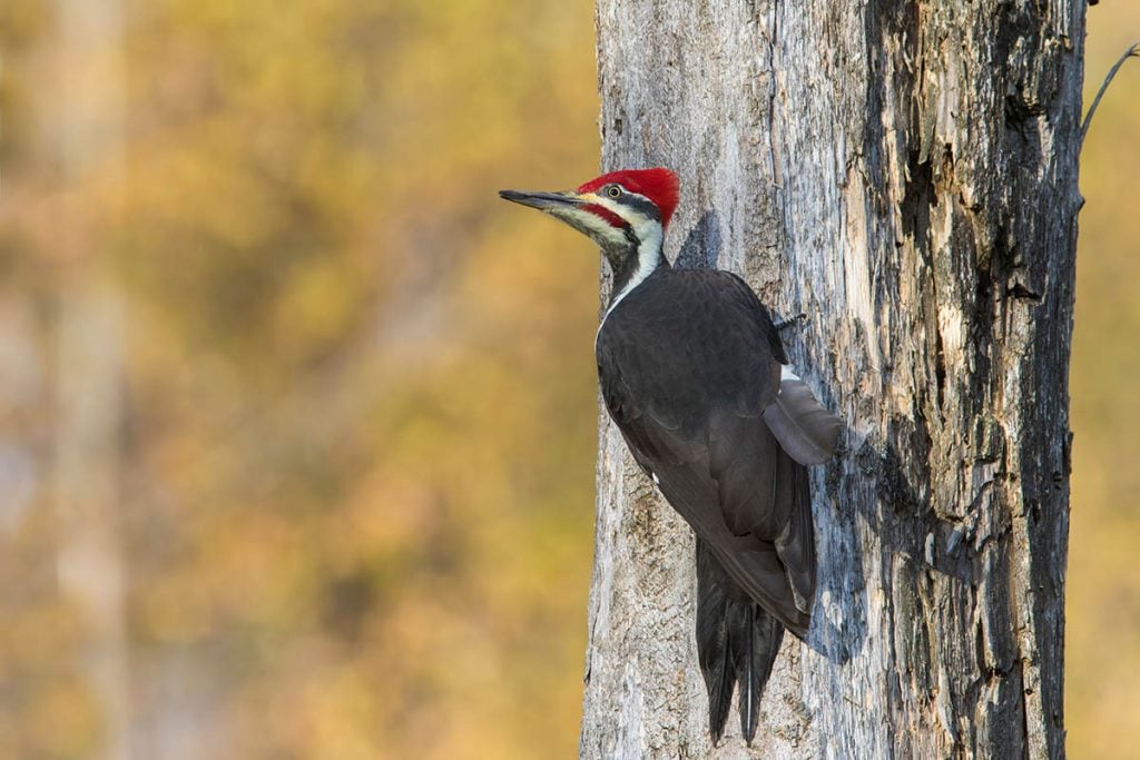 pilated woodpecker