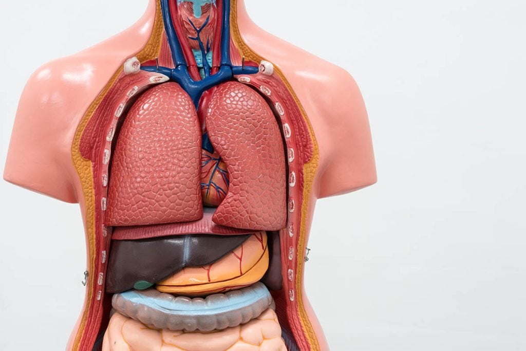 Close-up of Internal organs dummy on white background.